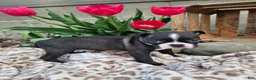 Boston Terrier dogs for sale: Nova - Ad 4