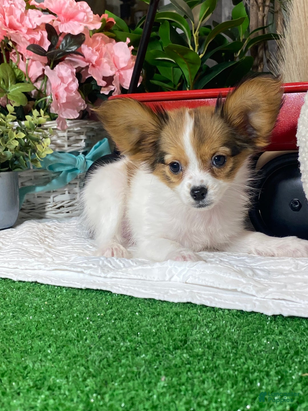 Papillon dogs for sale: Riane - Ad 4
