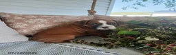 Boxer dogs for sale: Jumbo - Ad 4