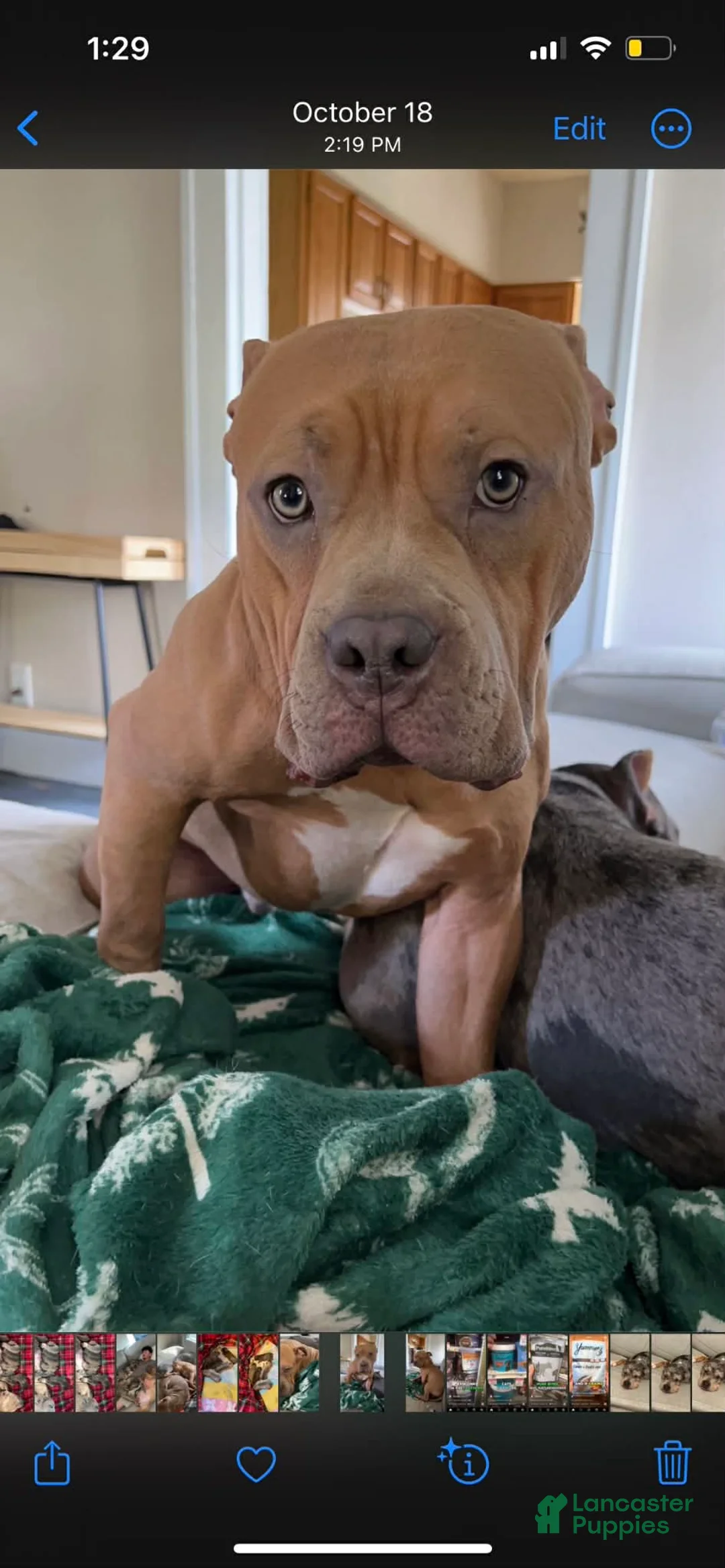 American Bully dogs for sale: American Bully Puppy 1 - Ad 2