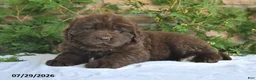 Newfoundland dogs for sale: Mason - Ad 5