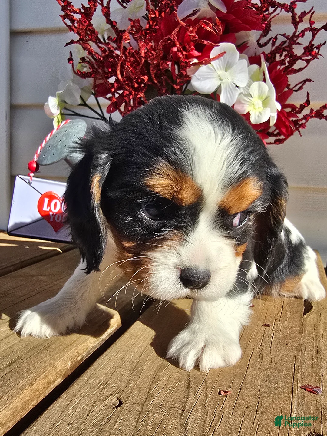 Cavalier King Charles Spaniel dogs for sale: Desiree - Ad 11