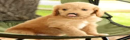Mini Goldendoodle dogs for sale: Michelle - Ad 9