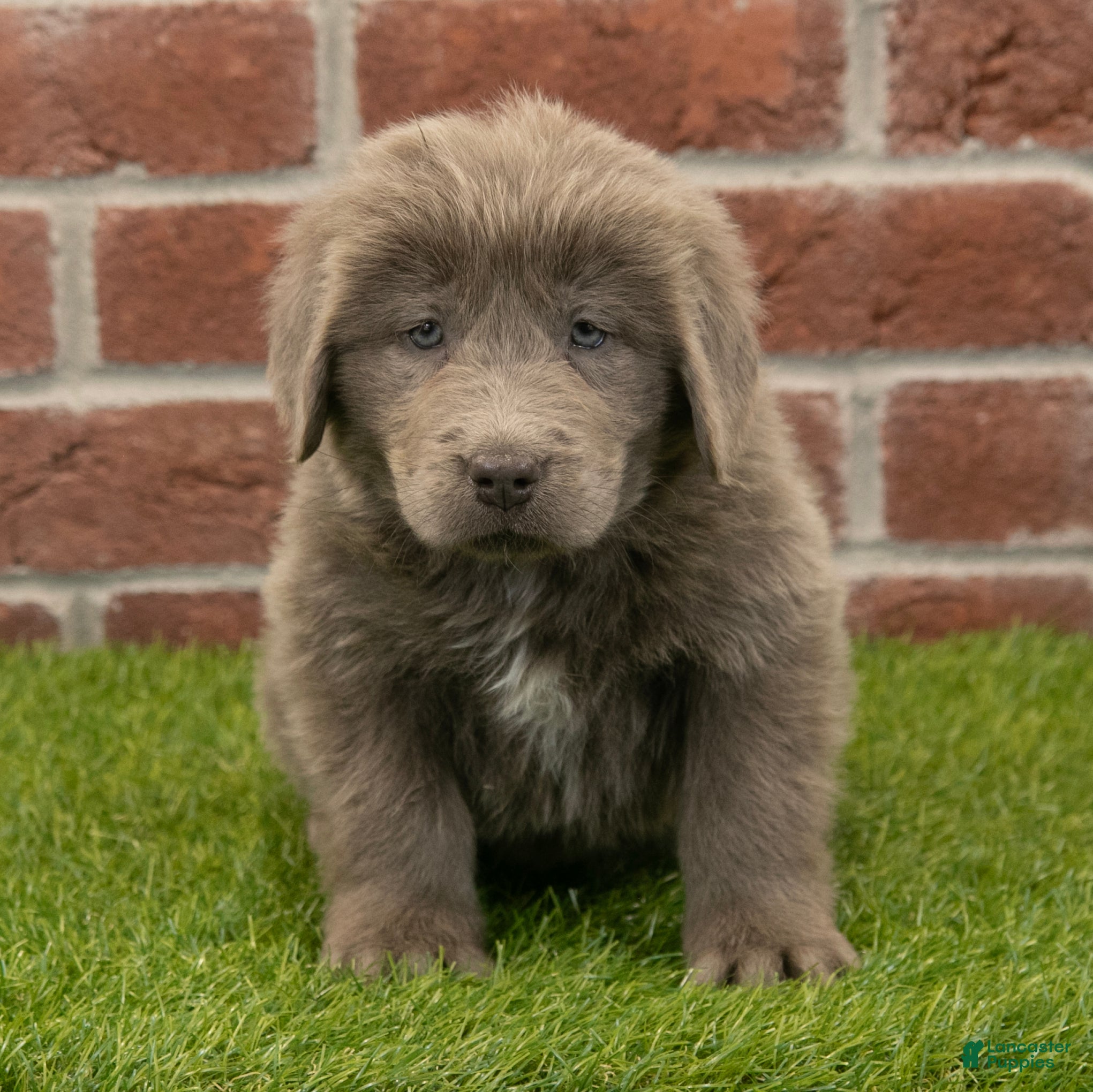 Newfoundland dogs Mia - Ad 42