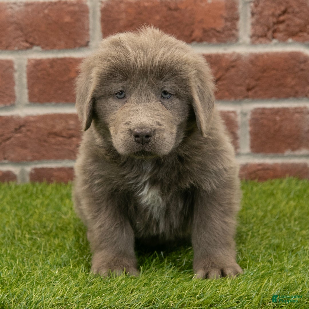 Newfoundland dogs for sale: Mia - Ad 1