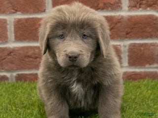 Newfoundland dogs Mia - Ad 42