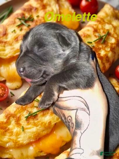 German Shepherd dogs Omlette - Ad 30