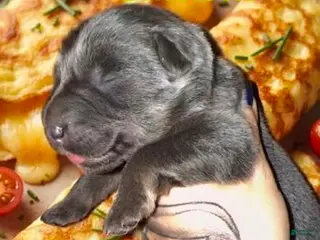 German Shepherd dogs Omlette - Ad 30