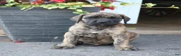 English Mastiff dogs for sale: Elijah  - Ad 2