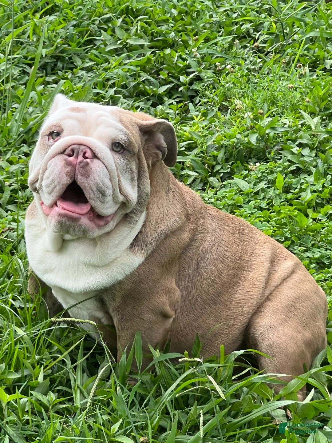 English Bulldog dogs for sale: Patches - Ad 3