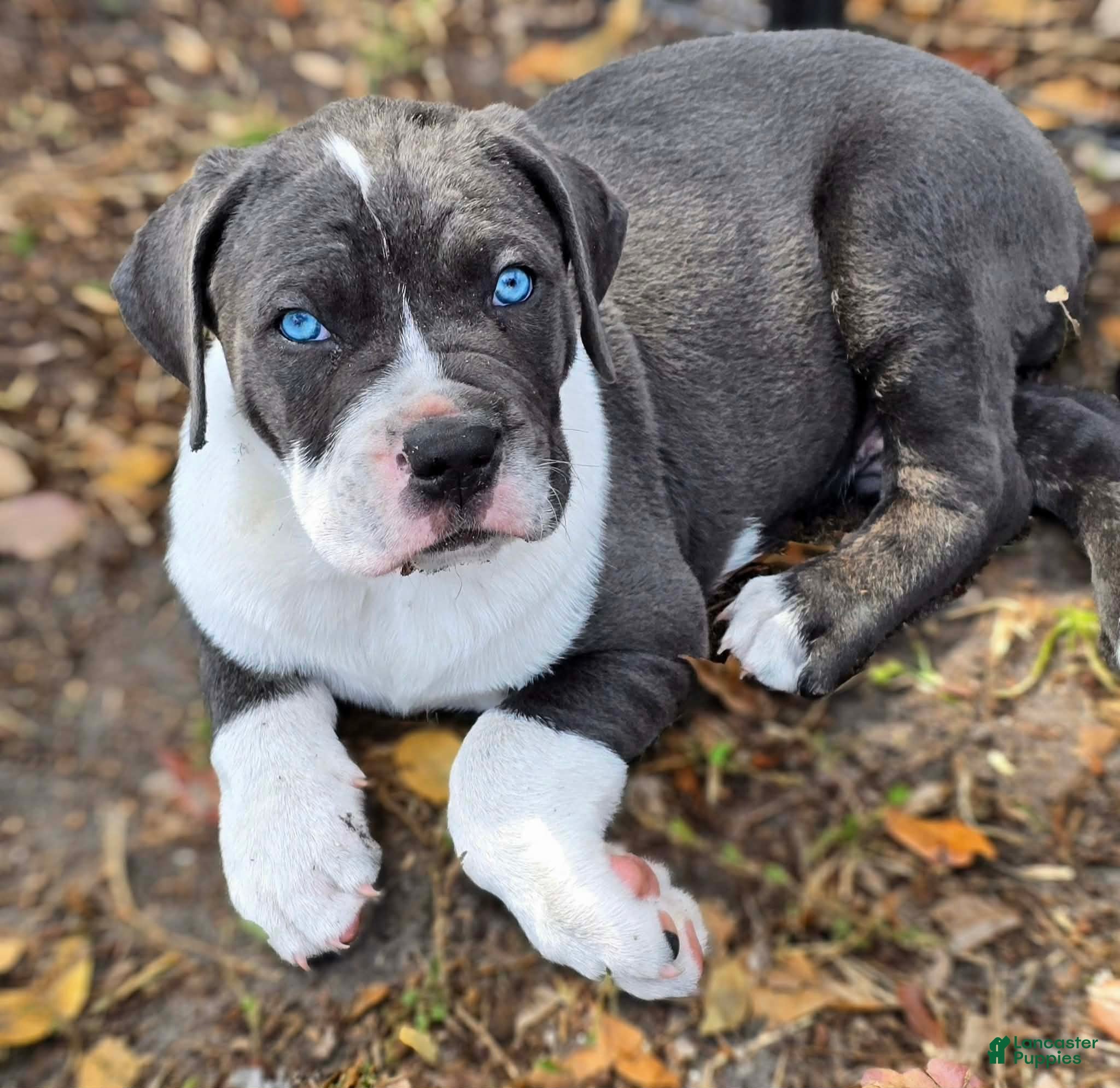 Cane Corso dogs Gunner - Ad 2