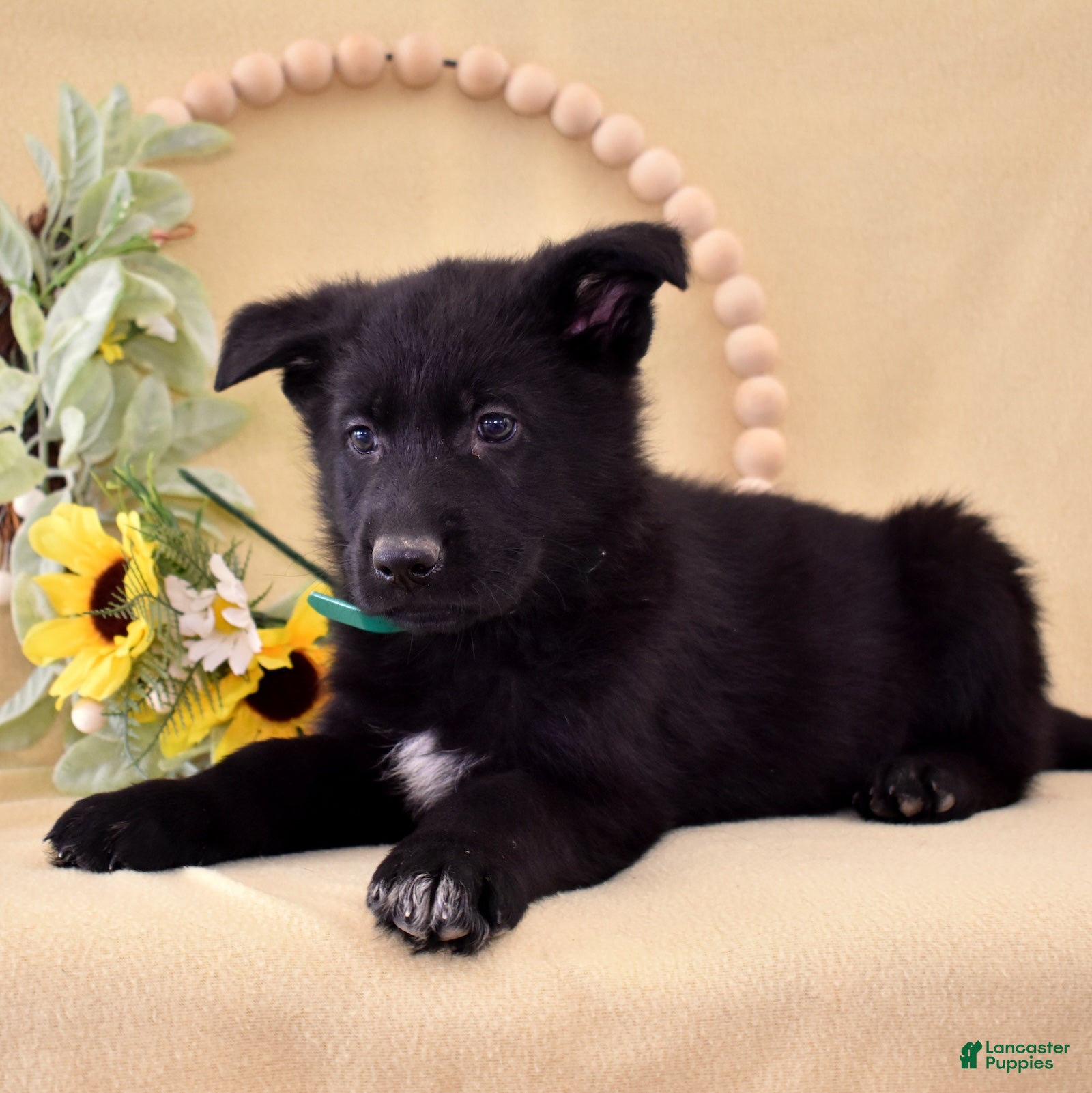 German Shepherd dogs Shadow - Ad 1