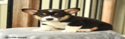 Welsh Corgi Pembroke dogs for sale: Wildcat - Ad 1