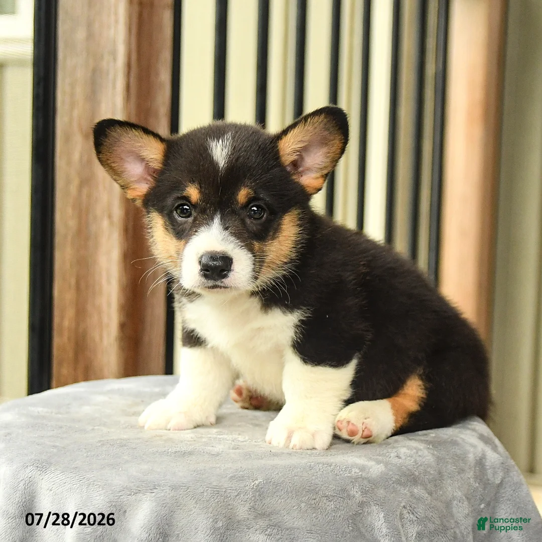 Welsh Corgi Pembroke dogs for sale: Wildcat - Ad 1
