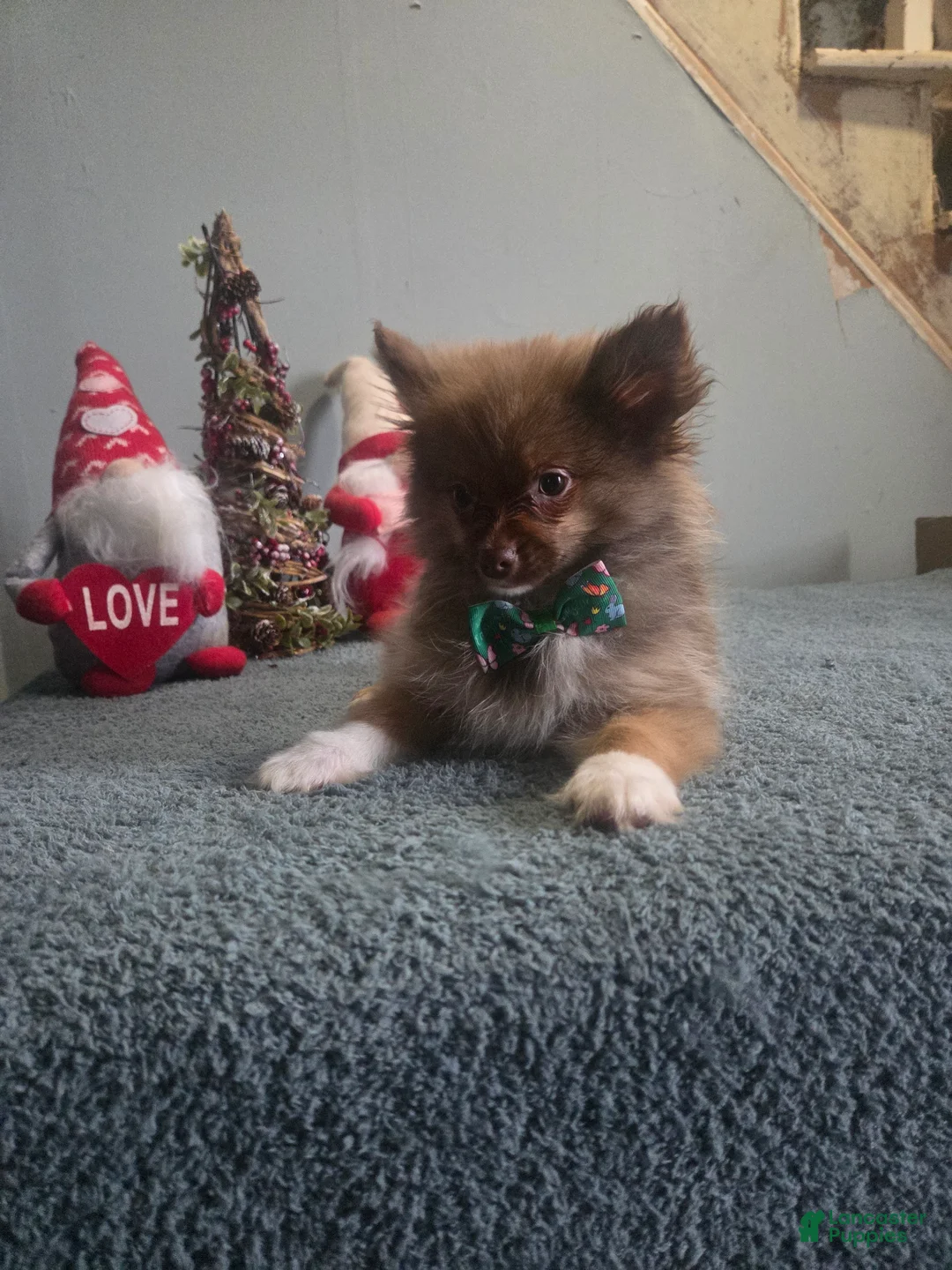 Pomeranian dogs for sale: Baxter - Ad 2