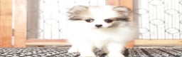 Pomeranian dogs for sale: Annie - Ad 4