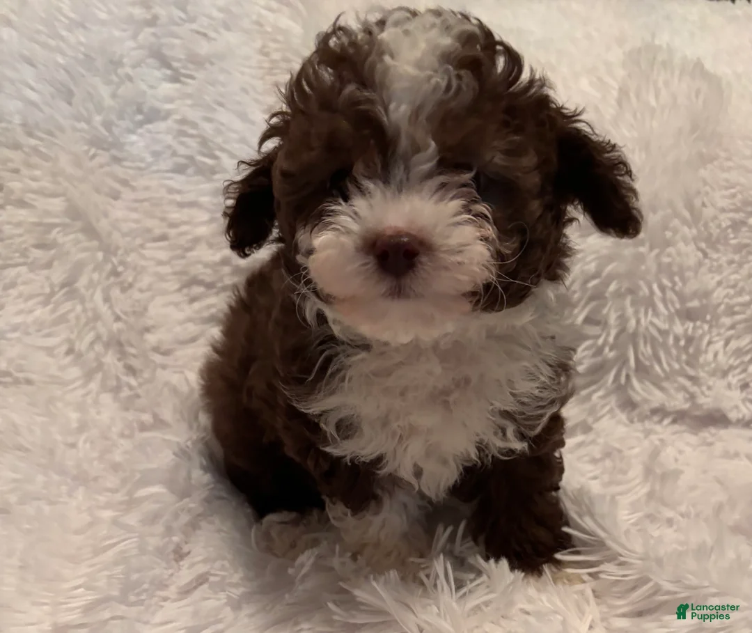 Toy Poodle dogs for sale: Toy Poodle Puppy 1 - Ad 2