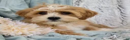 Shihpoo dogs for sale: Hudson - Ad 4