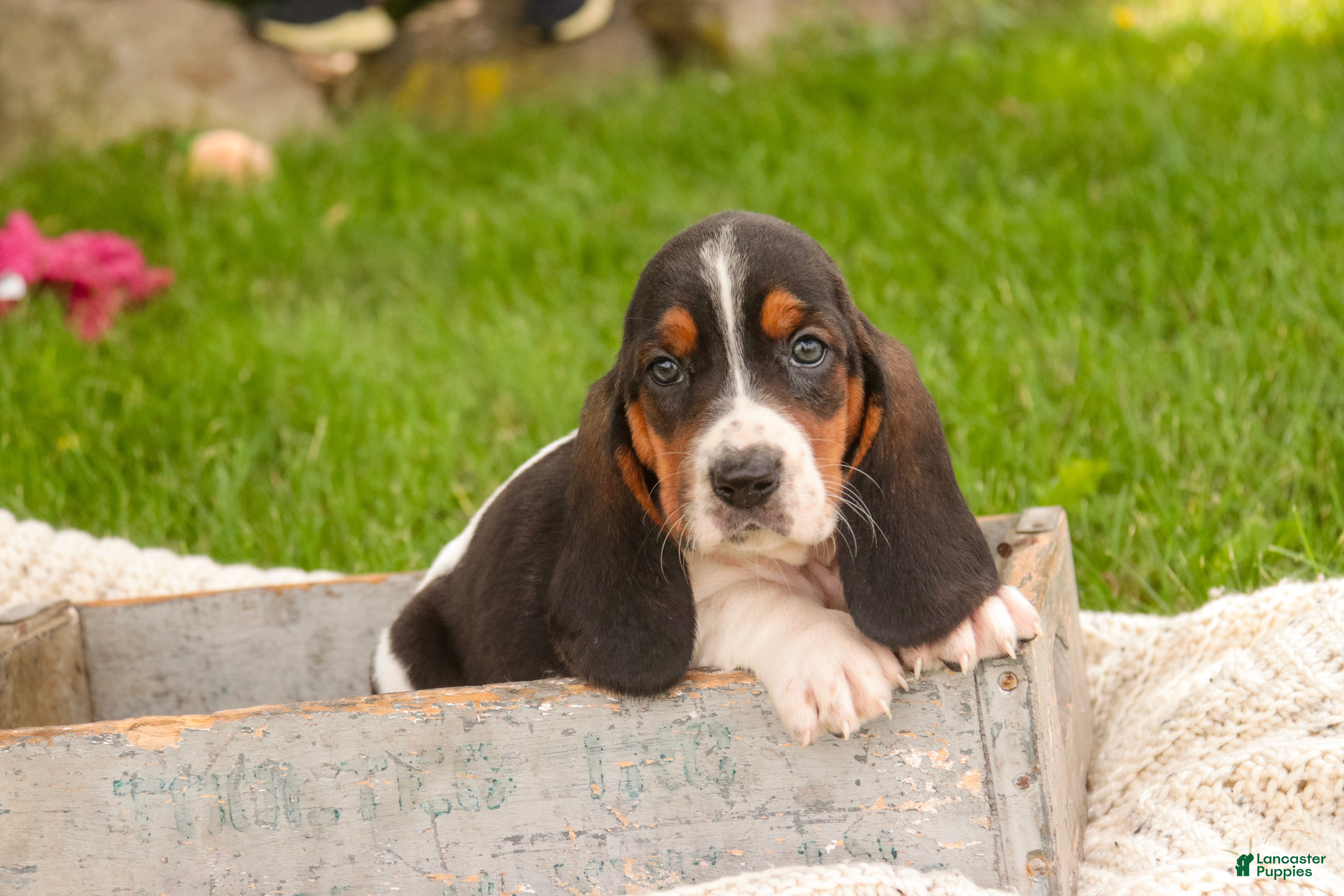 Basset Hound dogs Morgan - Ad 2