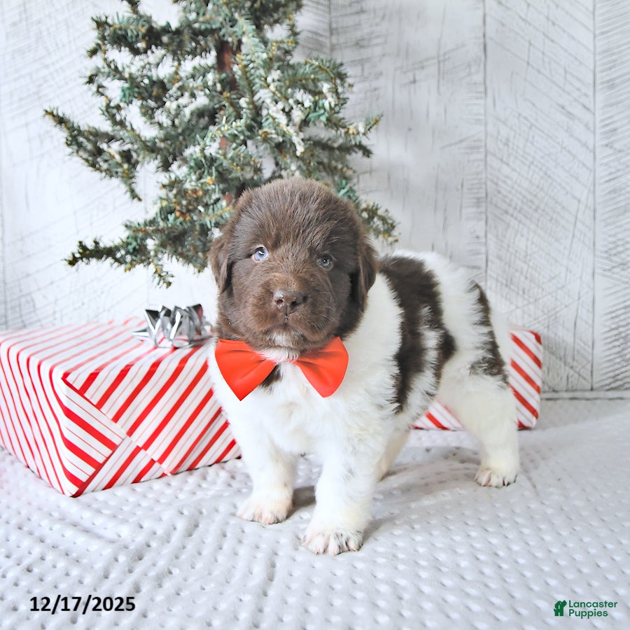 Newfoundland dogs Boomer - Ad 23