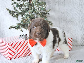 Newfoundland dogs Boomer - Ad 23