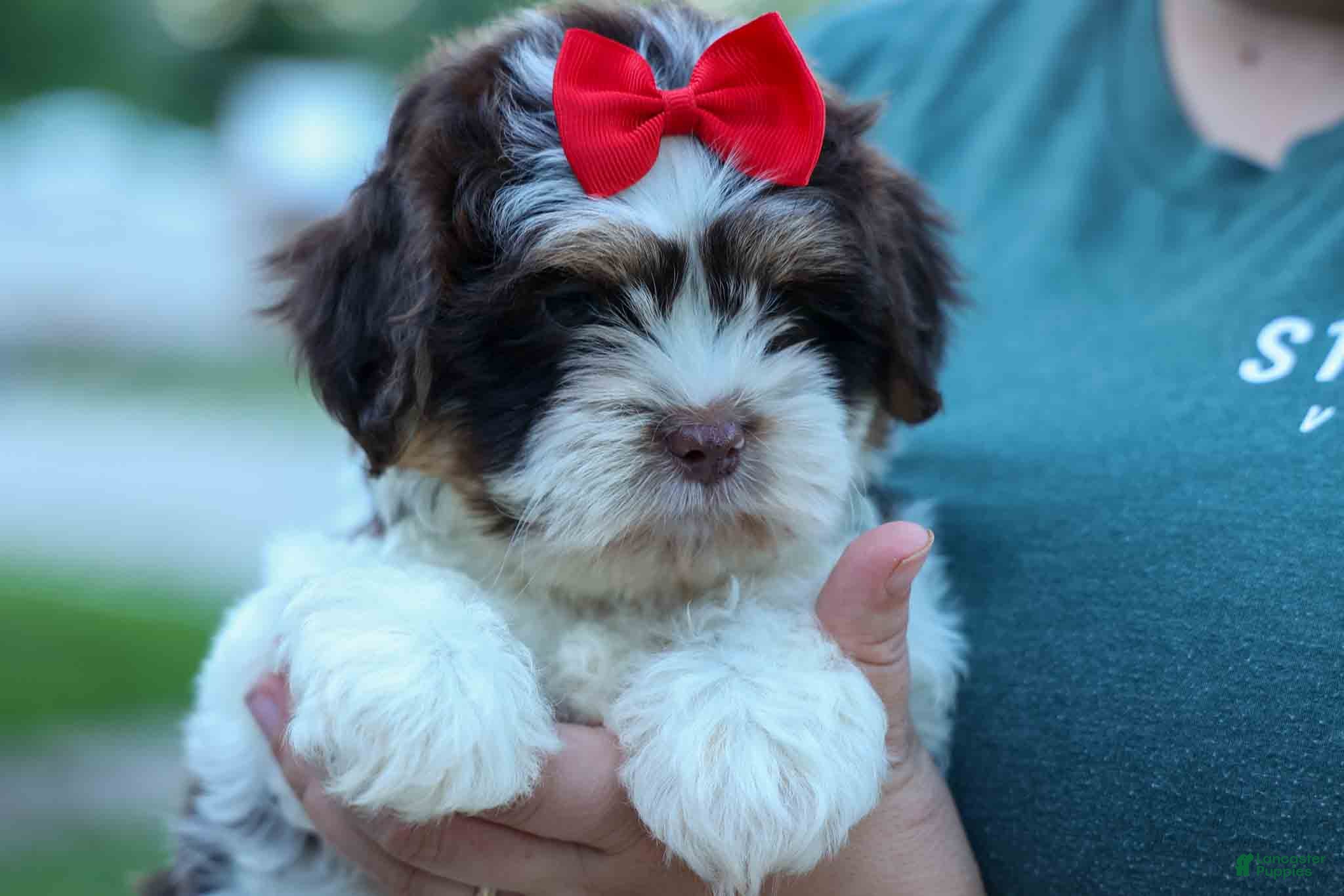 Teddy Bear dogs  Ollie Bear 💙 - Ad 1