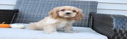 Cocker Spaniel dogs for sale: Cinnamon - Ad 6