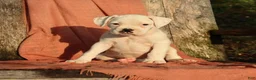 Boxer dogs for sale: Pete - Ad 11