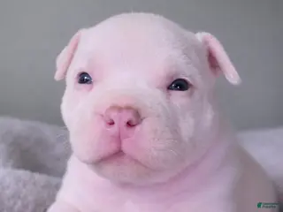 American Bully dogs Vegas - Ad 1