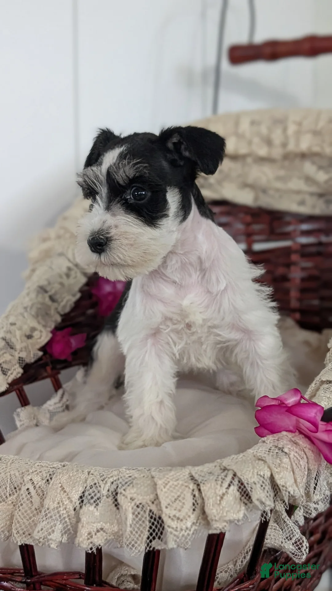 Miniature Schnauzer dogs for sale: Mya - Ad 10