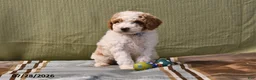 Goldendoodle dogs for sale: Drew - Ad 14