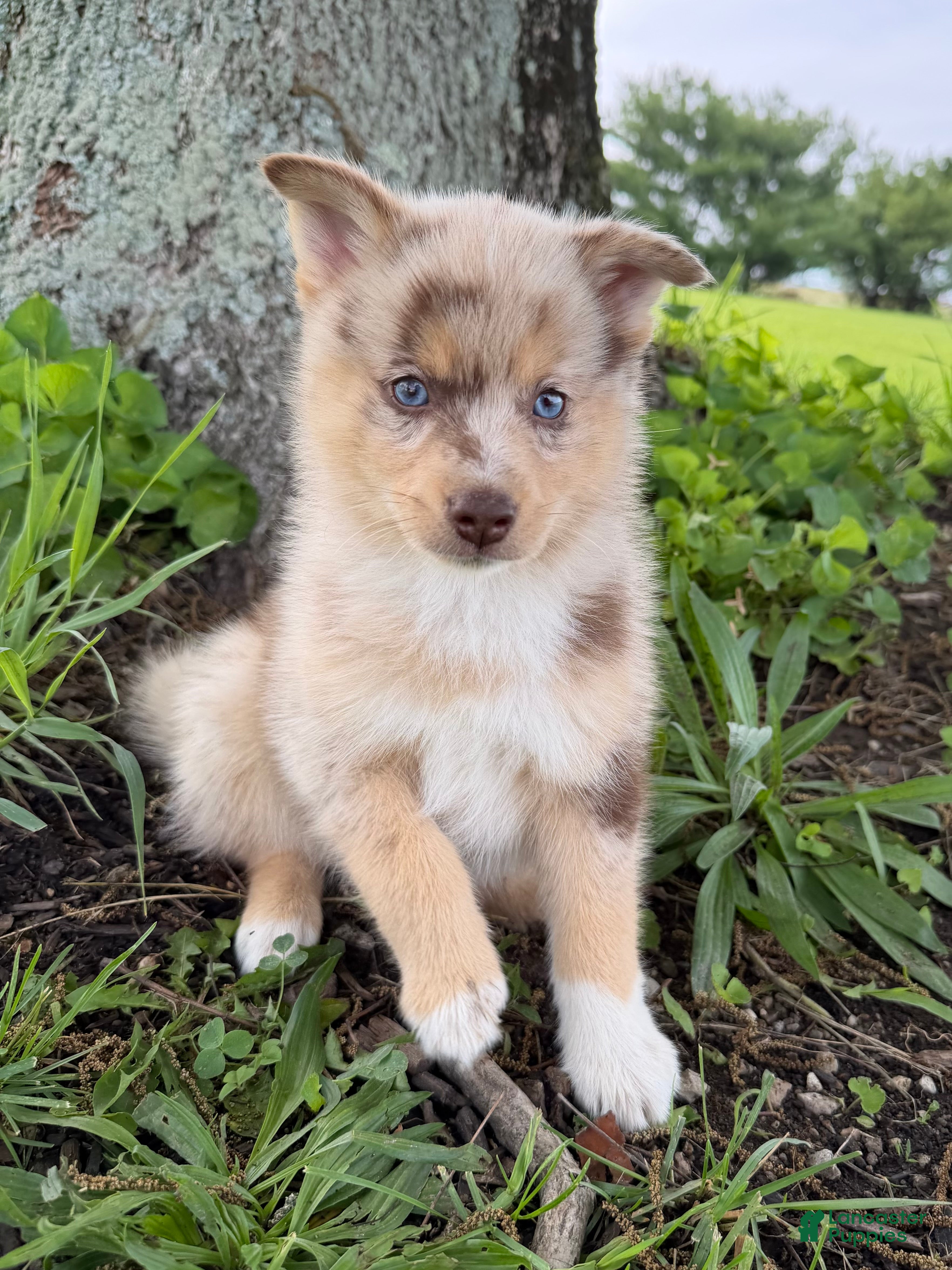 Pomsky dogs Leo - Ad 1
