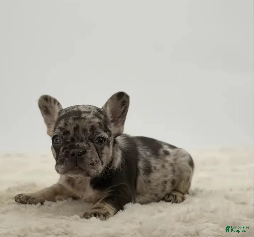 French Bulldog dogs for sale: 🐶 Meet Luna – AKC Female French Bulldog - Ad 1