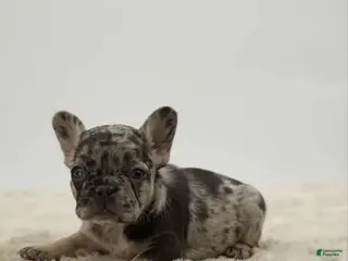 French Bulldog dogs 🐶 Meet Luna – AKC Female French Bulldog - Ad 18