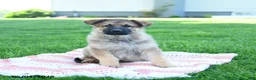 German Shepherd dogs for sale: Cola - Ad 2