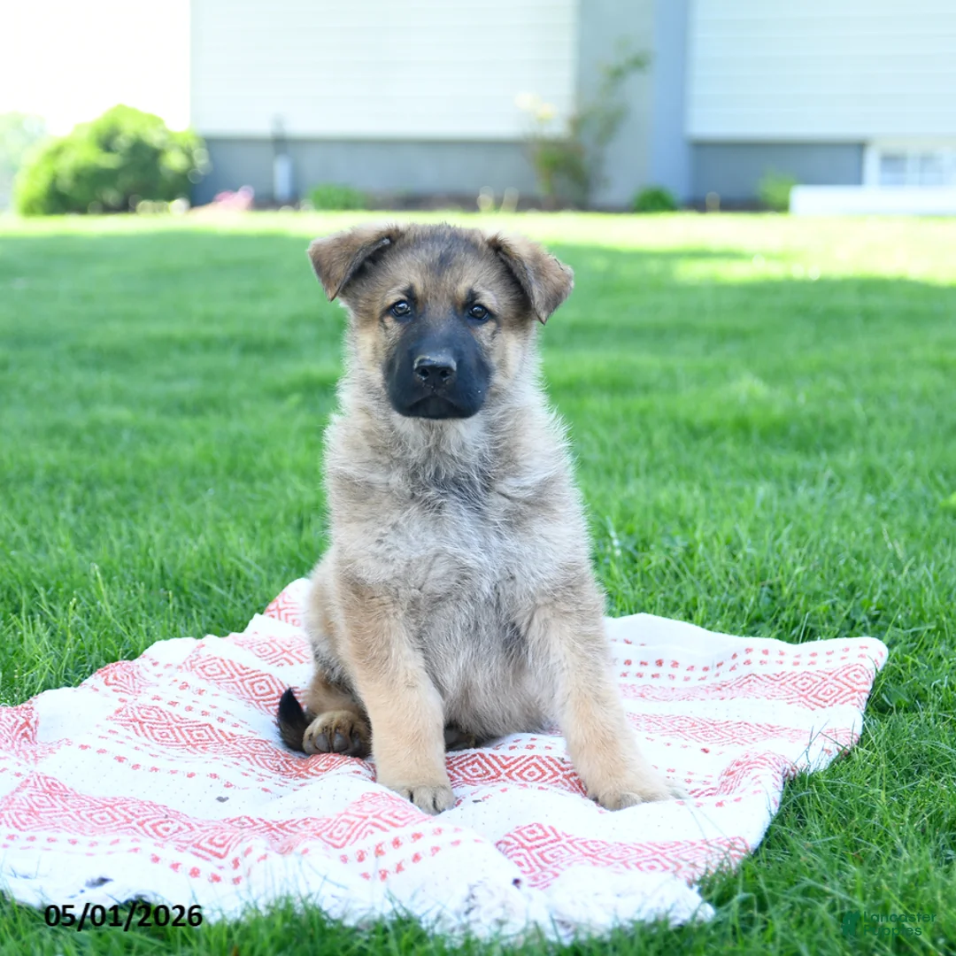 German Shepherd dogs for sale: Cola - Ad 2