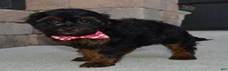 Shihpoo dogs for sale: Sunny - Ad 11