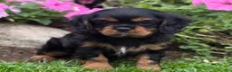 Cavalier King Charles Spaniel dogs for sale: Bonnie  - Ad 8
