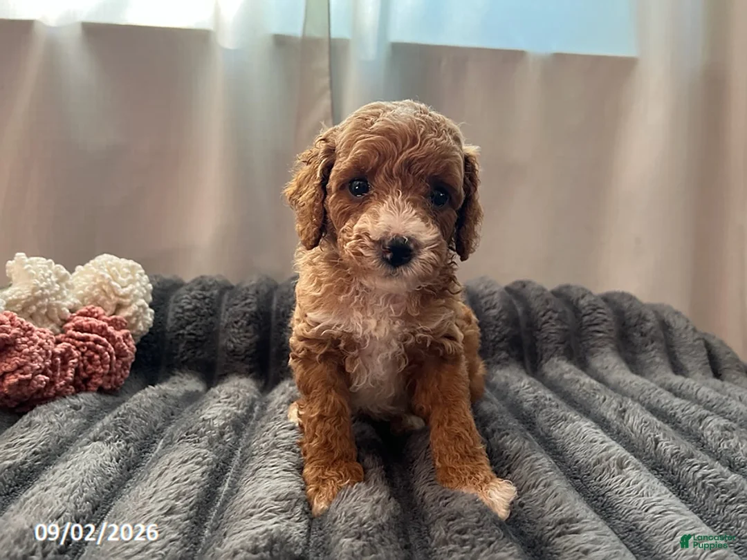 Miniature Poodle dogs for sale: Trouble - Ad 2