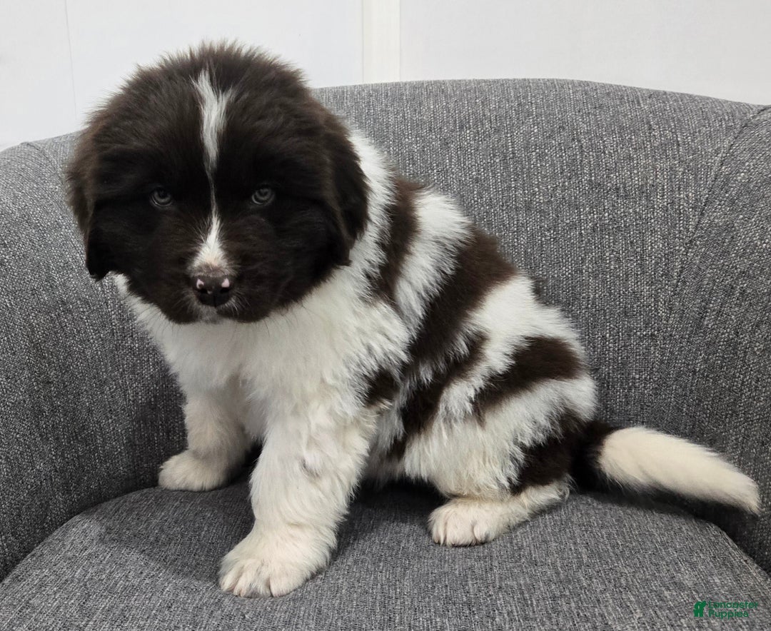 Newfoundland dogs for sale: Barney  - Ad 3