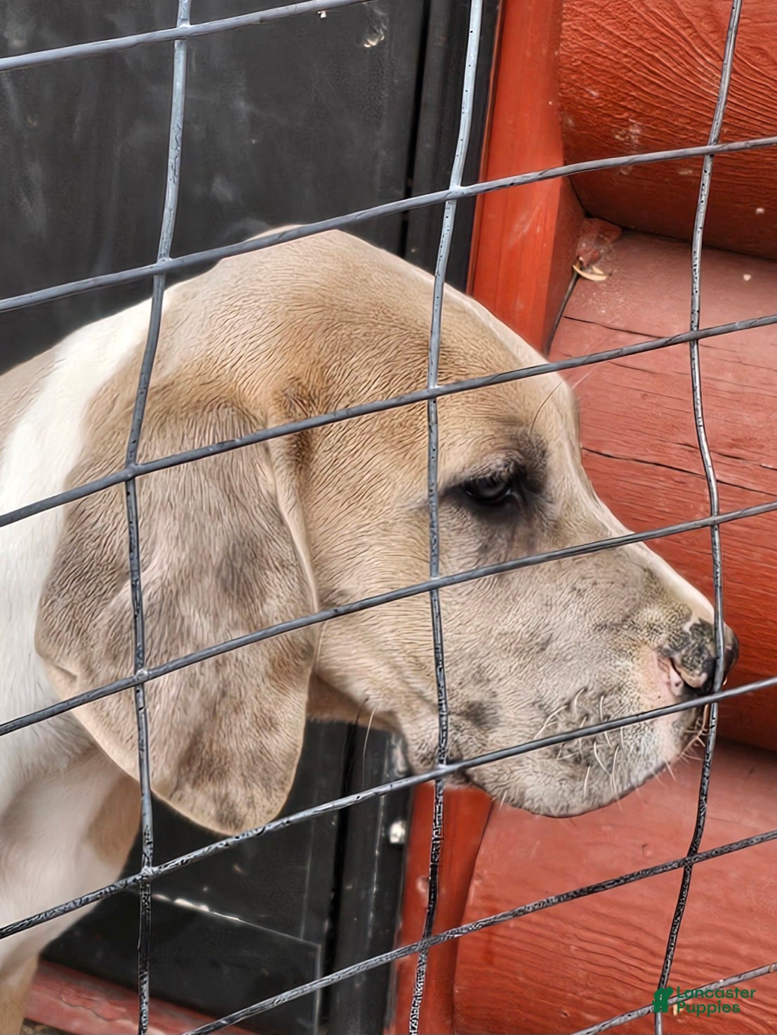 Great Dane dogs Fawn Mantle Female - Ad 1