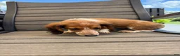 Miniature Dachshund dogs for sale: Dixie new pictures - Ad 15
