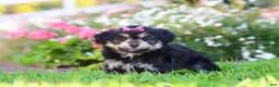 Mixed Breed dogs for sale: Autumn - Ad 6