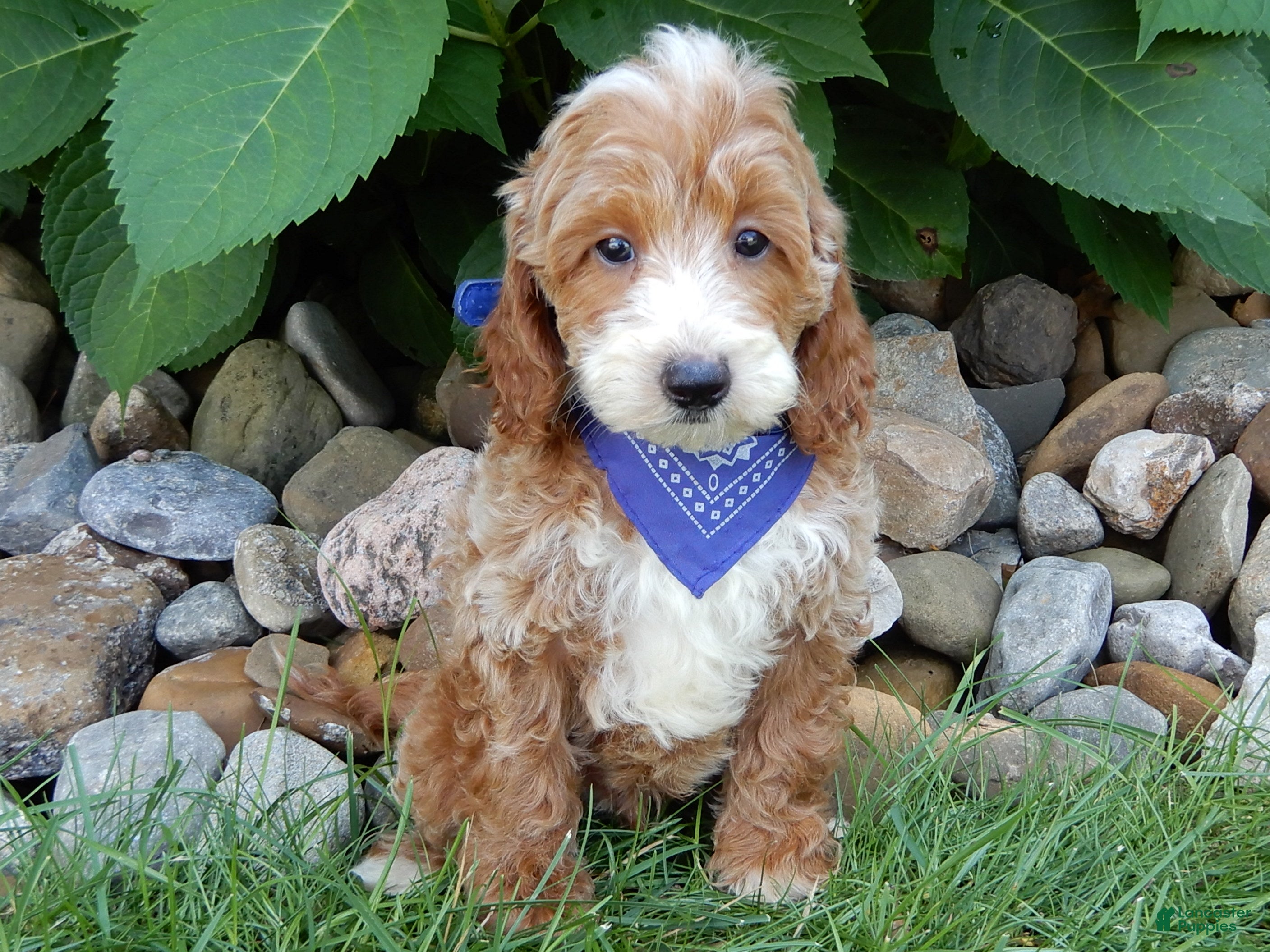 Mini Goldendoodle dogs Charlie - Ad 1