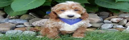 Mini Goldendoodle dogs for sale: Charlie - Ad 1