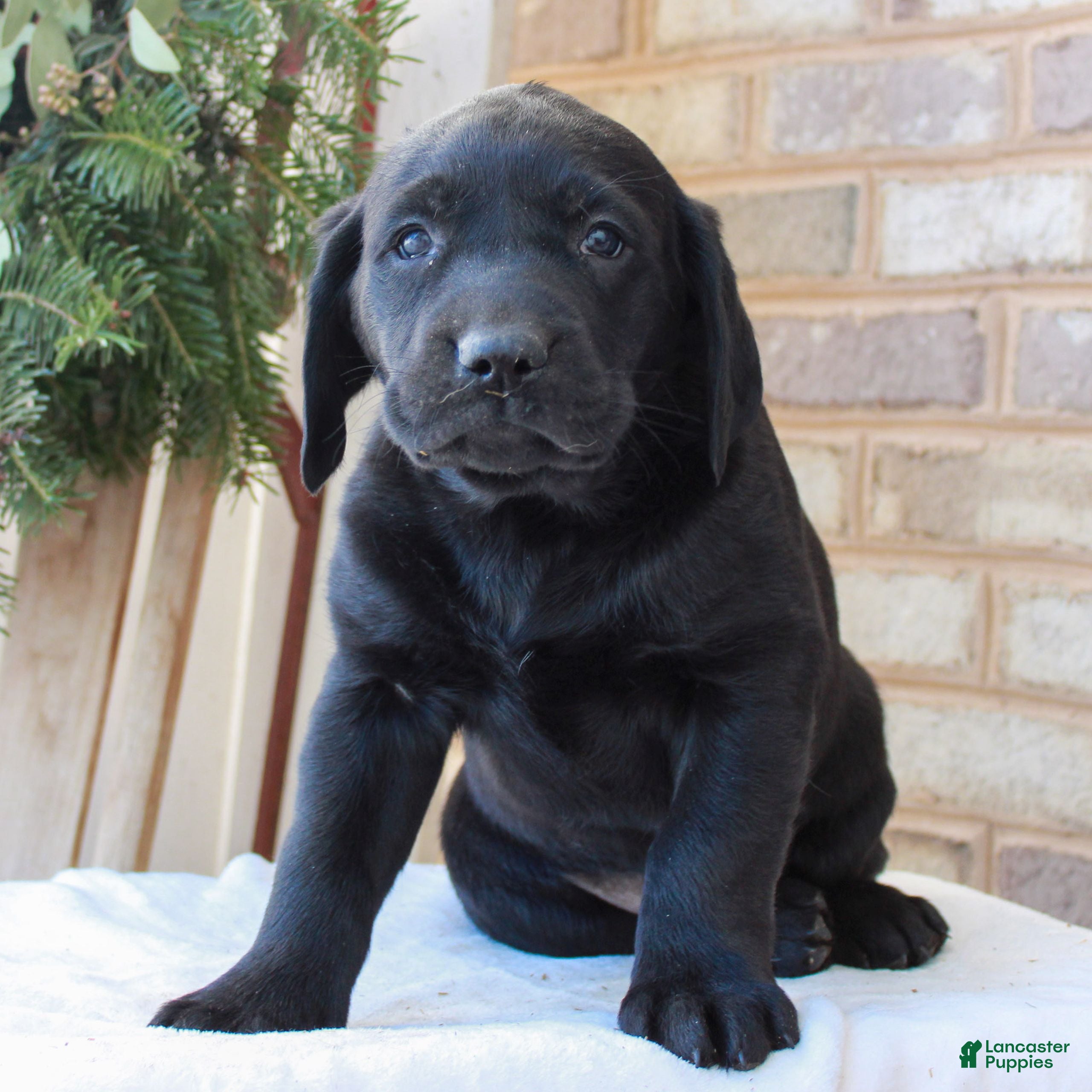 Labrador Retriever dogs Brian  - Ad 12