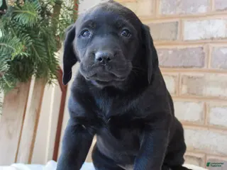 Labrador Retriever dogs Brian - Ad 12