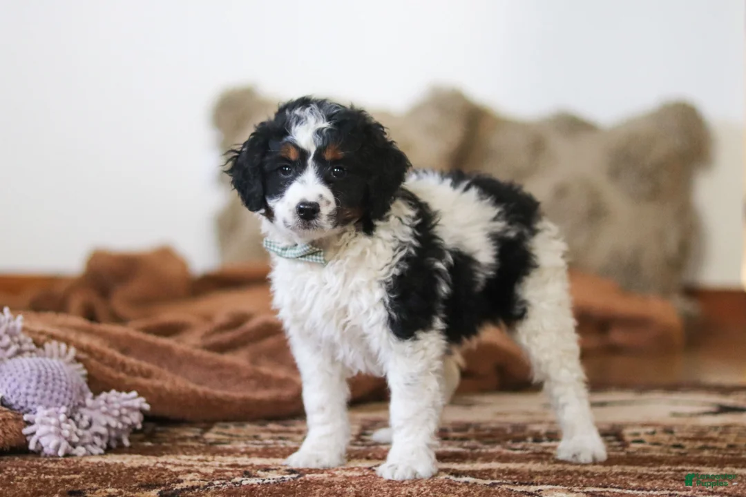 Mini Bernedoodle dogs for sale: Jasper - Ad 1
