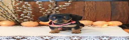 Miniature Dachshund dogs for sale: Sunny  - Ad 5