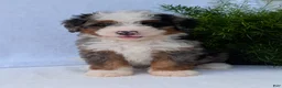 Mini Bernedoodle dogs for sale: Mini Louie  - Ad 7